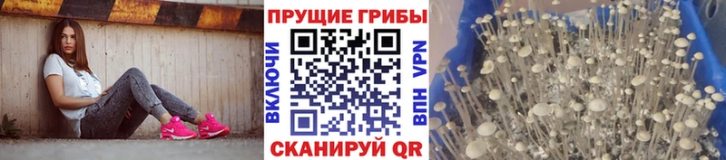 Галлюциногенные грибы Psilocybe дарк нет телеграм Сыктывкар